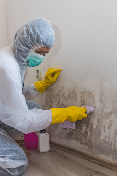 Best Mold Remediation for Healthcare Facilities  in Gold Hill, OR