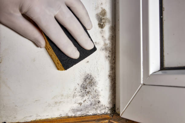 Best Mold Damage Restoration  in Gold Hill, OR