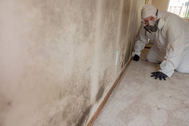 Best Asbestos and Lead Testing During Mold Inspection  in Gold Hill, OR